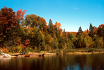 A boreal forest on a lake.